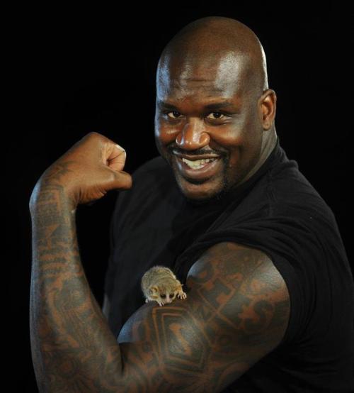 Shaquille O'Neal Profile and Latest Photographs 2012 Sports Stars Shaquille O'Neal Profile and Latest Photographs 2012 Sports Stars