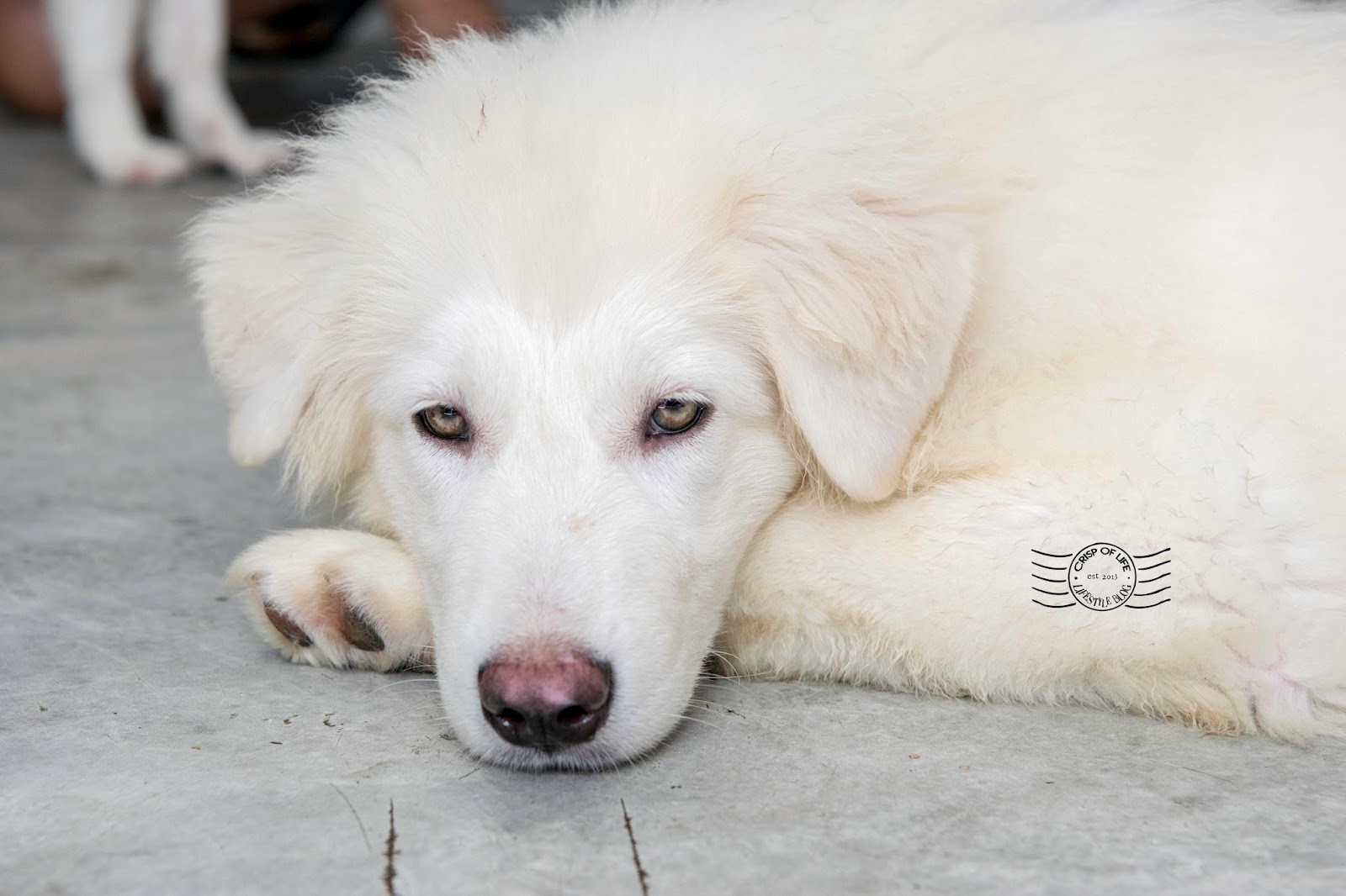 White Paws Mansion Dog House & Cafe Noordin Street, Penang Crisp of