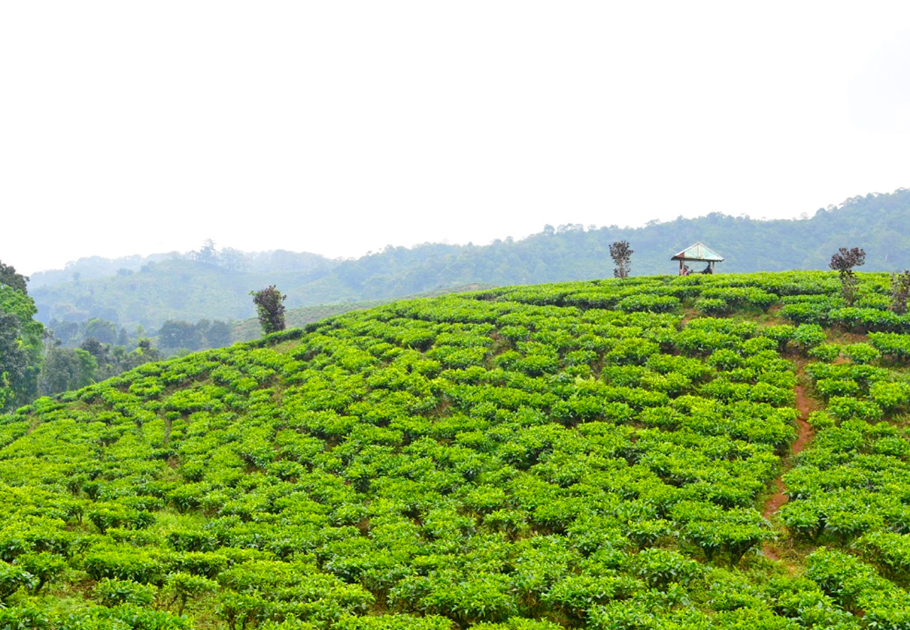 Perkebunan Teh Gunung Gambir (Green Tea Plantations Perkebunan Teh Gunung Gambir (Green Tea Plantations