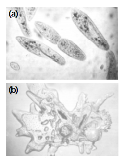 Ciri-Ciri Protozoa Ciri-Ciri Protozoa