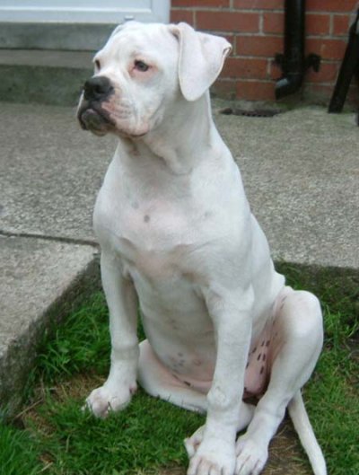Cute Puppy Dogs: White Boxer Puppies
