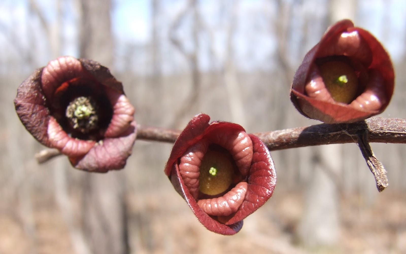Springfield Plateau Pawpaw Flowers