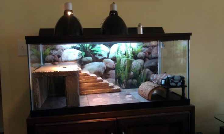 bearded dragon habitat bearded dragon lizards bearded dragon tank size