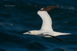 Alcatraz atlántico, Morus bassanus, Northern Gannet