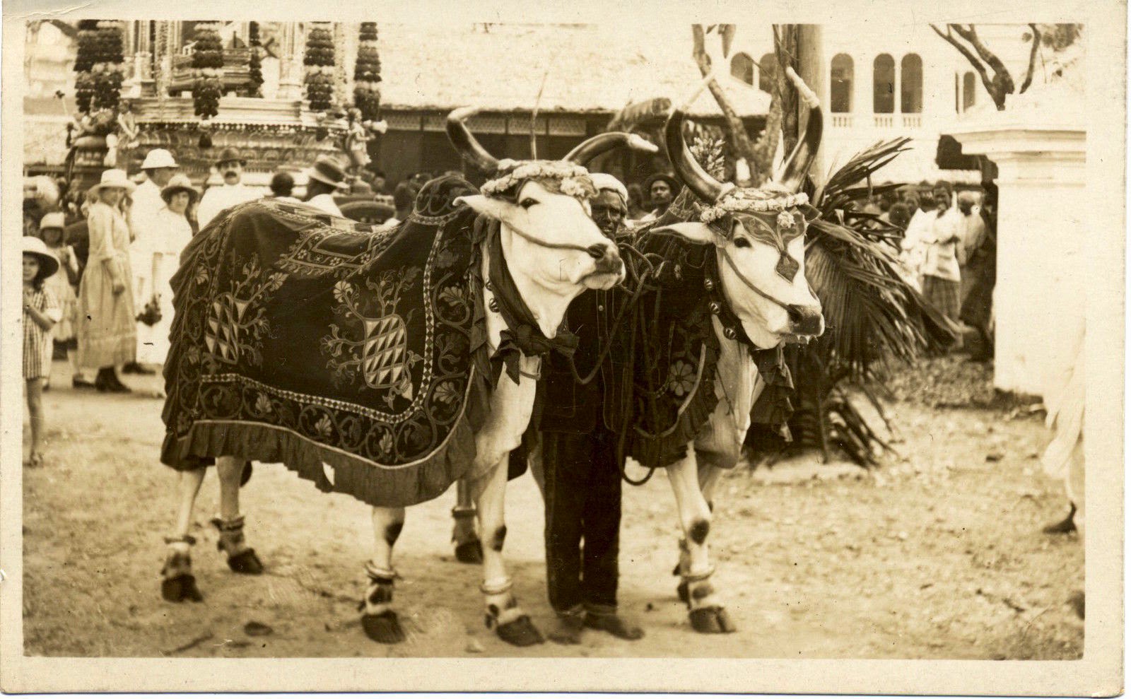 Decorated Sacred Bulls in a Festival in India - Old Indian Photos
