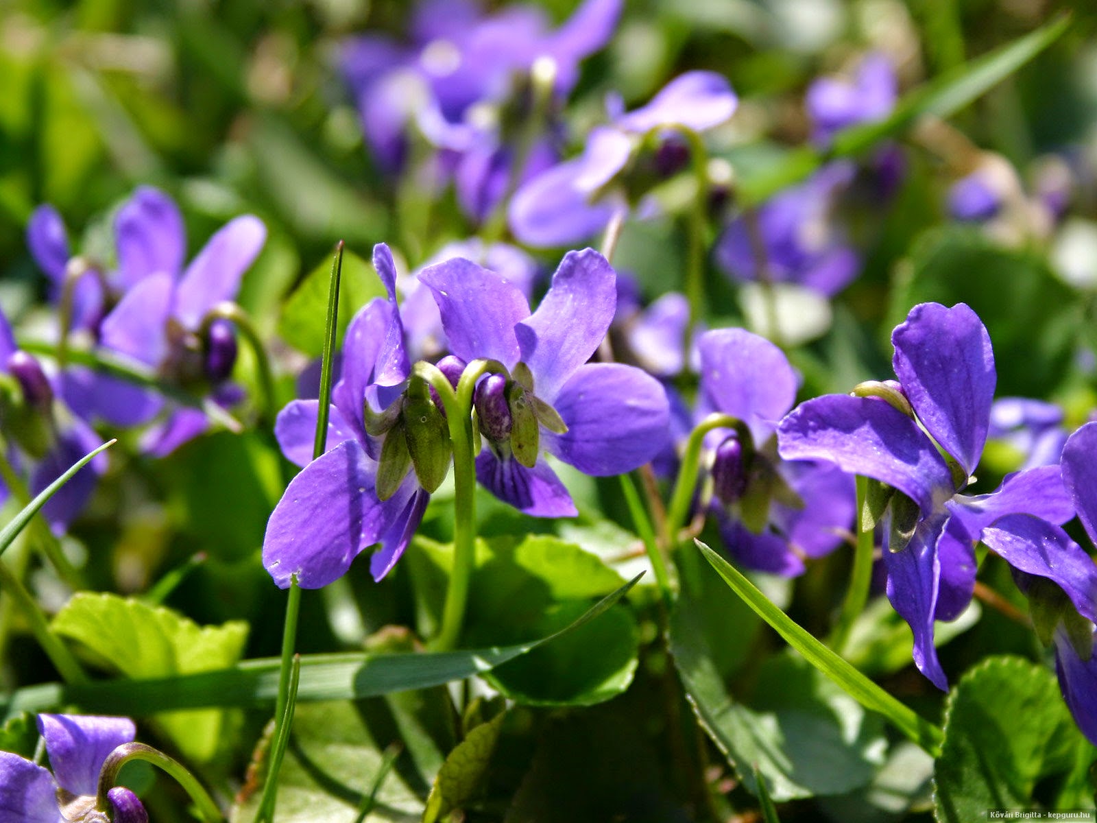 Фиалка душистая Лесная