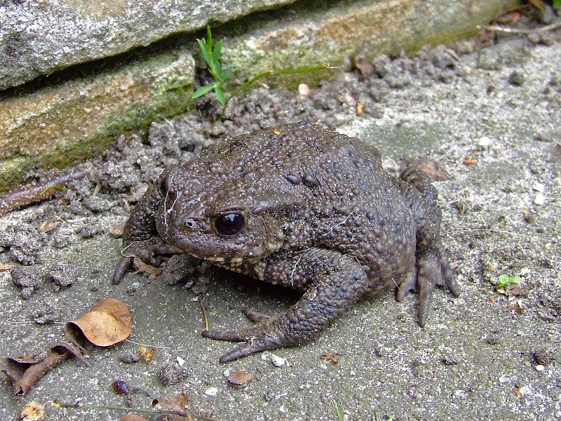 Dommelvos Natuurfotografie: Tuin - Kikkers, padden en een Mystery Guest