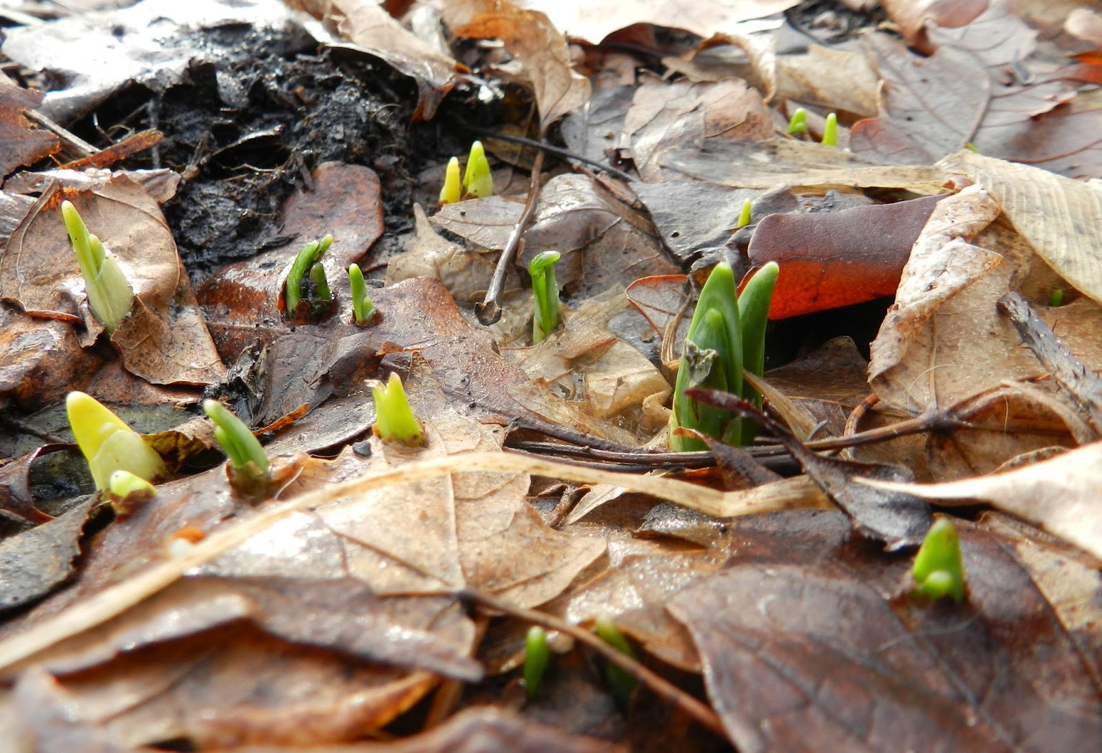 Prairie Rose's Garden March GBBD and Some Lessons From Winter