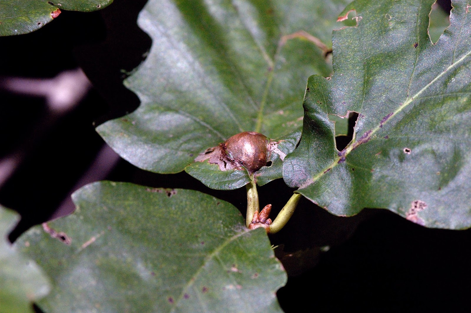 Field Biology in Southeastern Ohio Plant Galls part 2