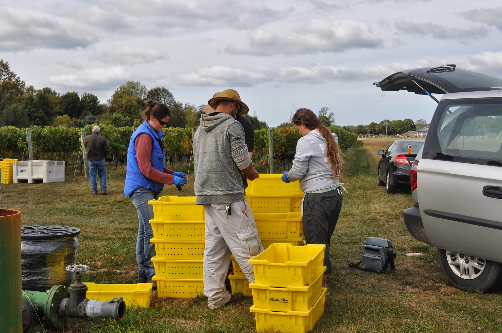Innovative Under Trellis Management for Vineyards 2013