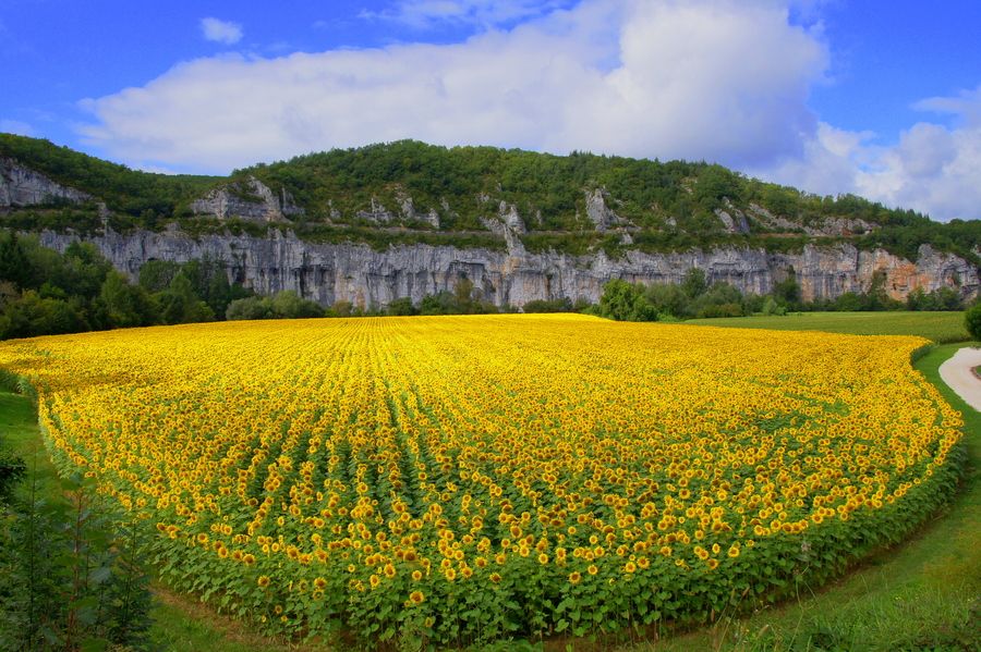 Sunflowers in Dordogne by Joshua Raif