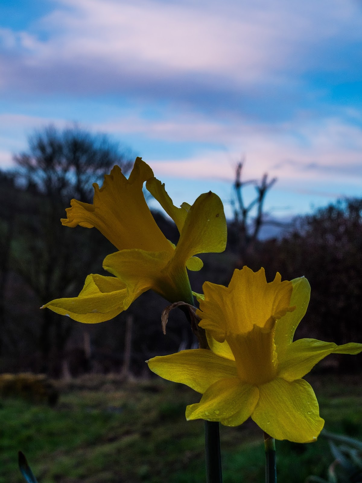 Close up of two daffodils facing into a sunset in the mountains.