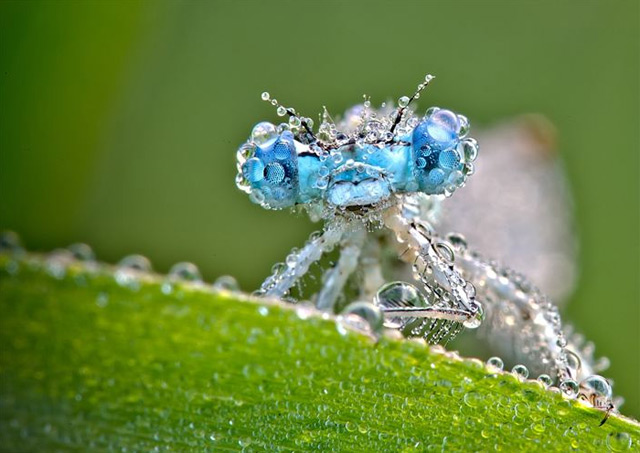 macrofotografía de insecto mojado