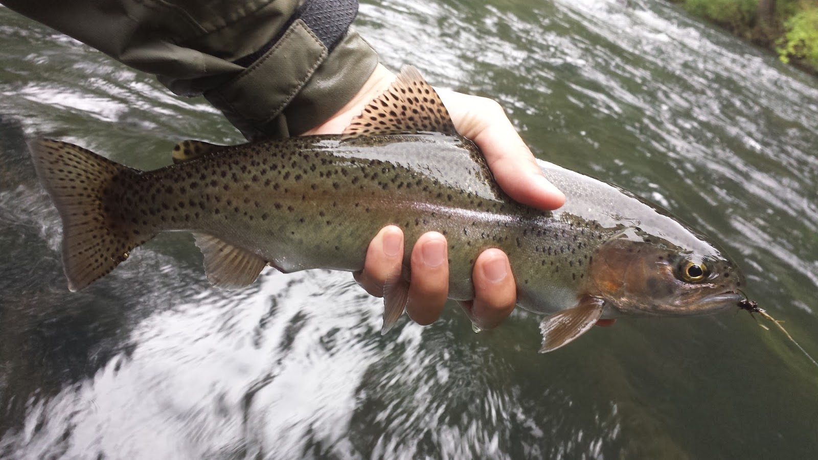 Keep Calm and Fly Fish Hat Creek Trout Bumming Trip