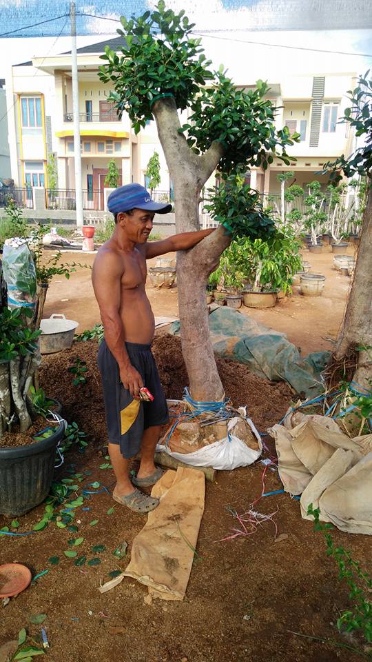 CARA CEPAT MEMBUAT BONSAI  BERINGIN KOREA DOLAR & ELEGAN