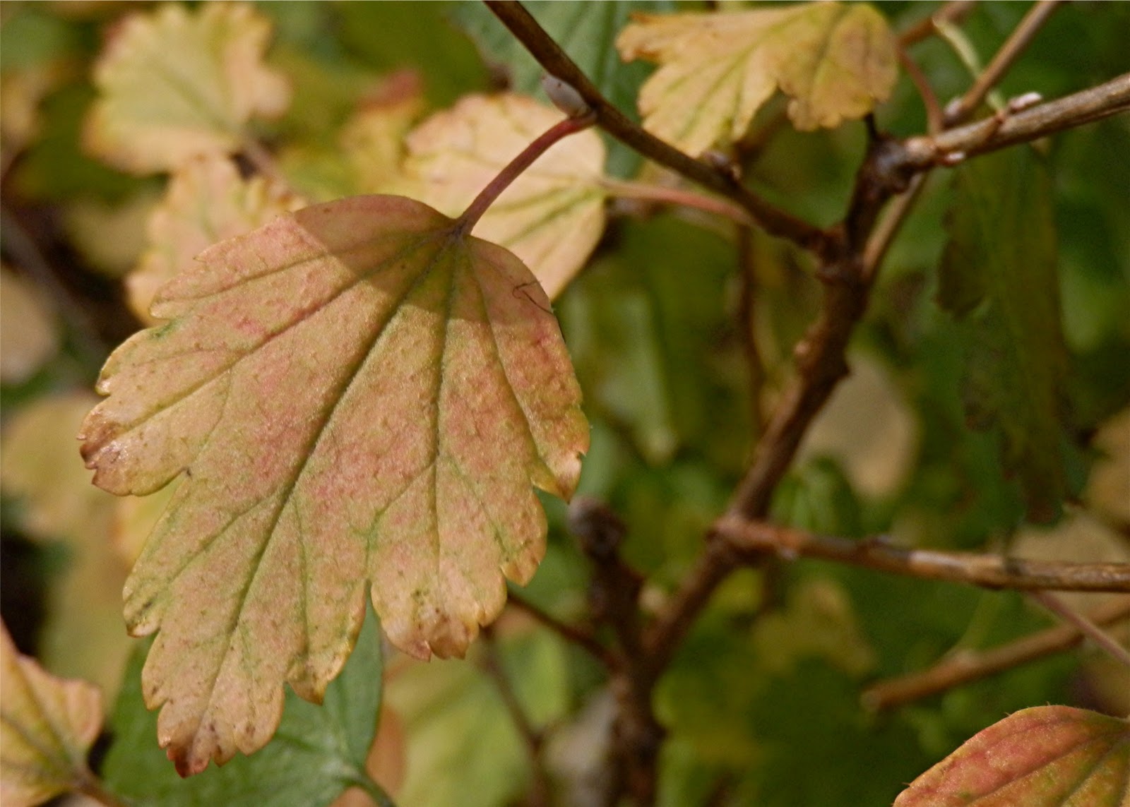 Roger Brook The No Dig Gardener Have You Tried Ribes Laurifolium