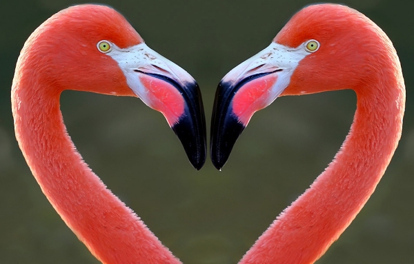 flamingo rosado em extincao