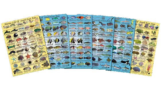 OCEAN 13: Fish Slate Identification