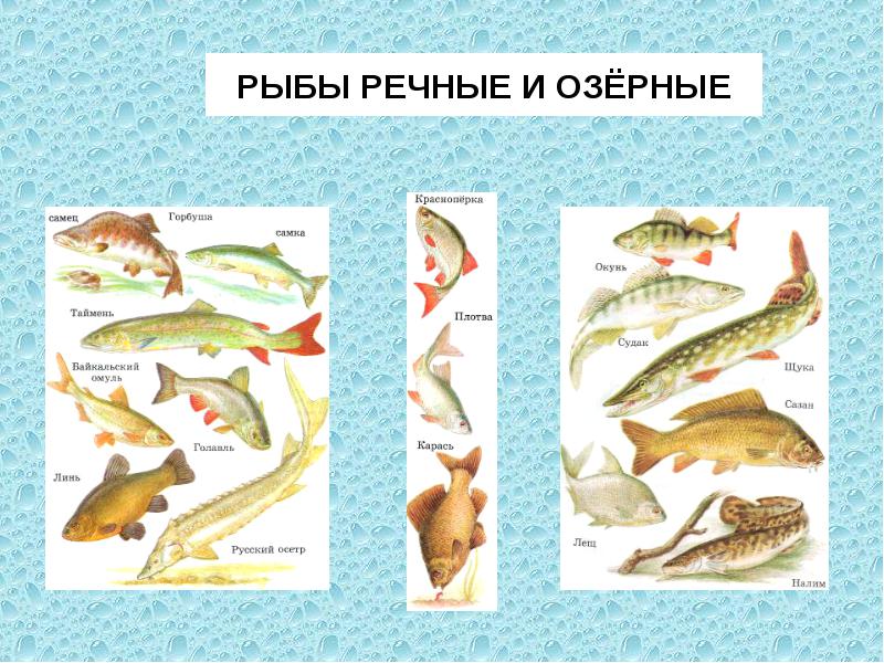название речных и озерных рыб. озерные рыбы названия. речные рыбы названия. название речных и озерных рыб. озерные рыбы названия.