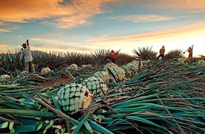 Las nuevas fronteras para la acumulación de la industria del agave en la región mixteca