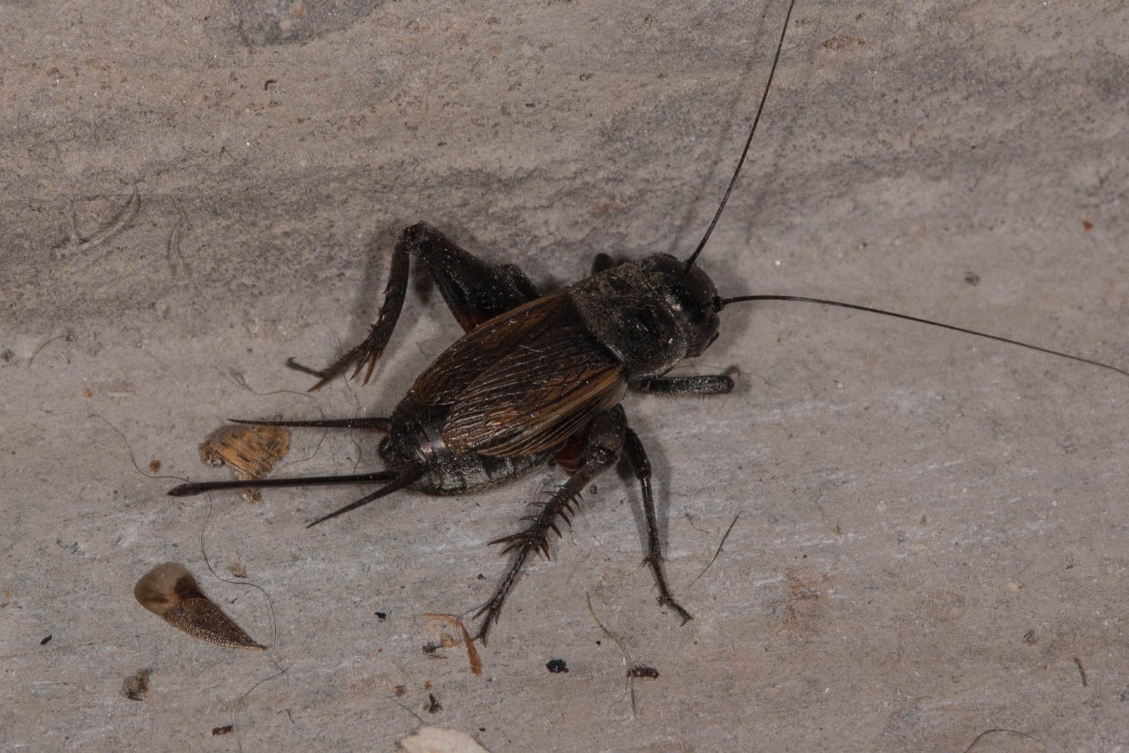 Champlain Islands' Nature Field Cricket