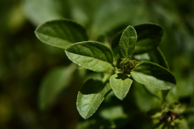 Salvia greggii foliage