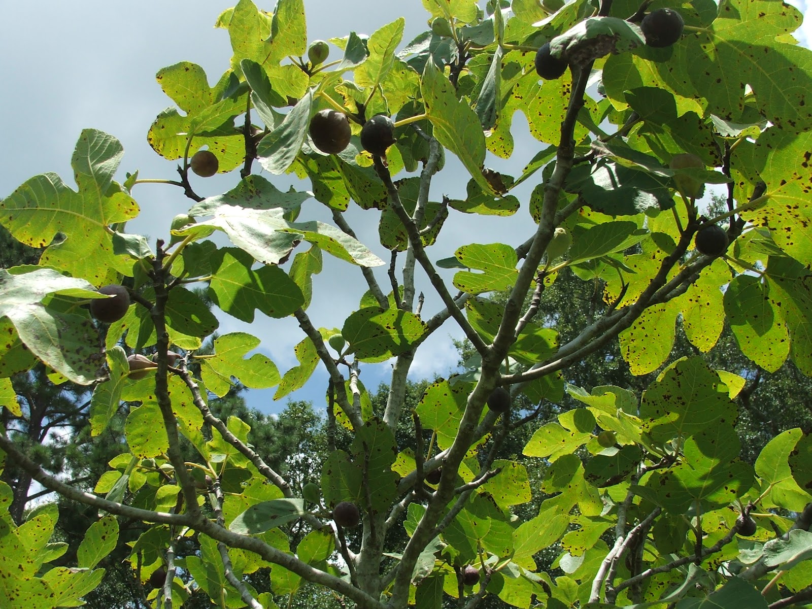 Ça C'est Bon . . . Louisiana Fig Season