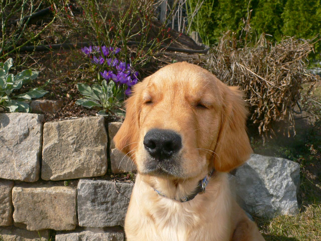  the hund Mein erster Frühling