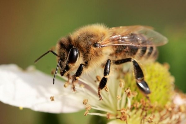 10 Fakta Lebah Yang Belum Kamu Tahu