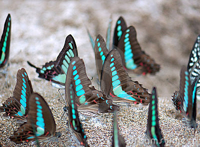 a-group-of-butterflies-thumb15982453.jpg