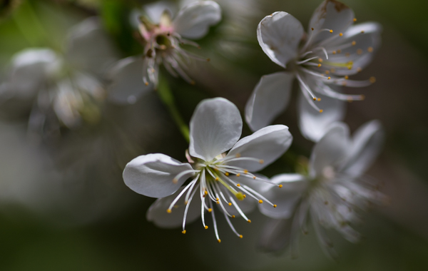 kirsikankukka lähikuva makro valkoinen kukka kevät puutarha luonto