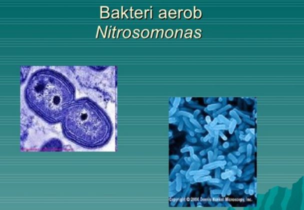 Bakteri Nitrosomonas