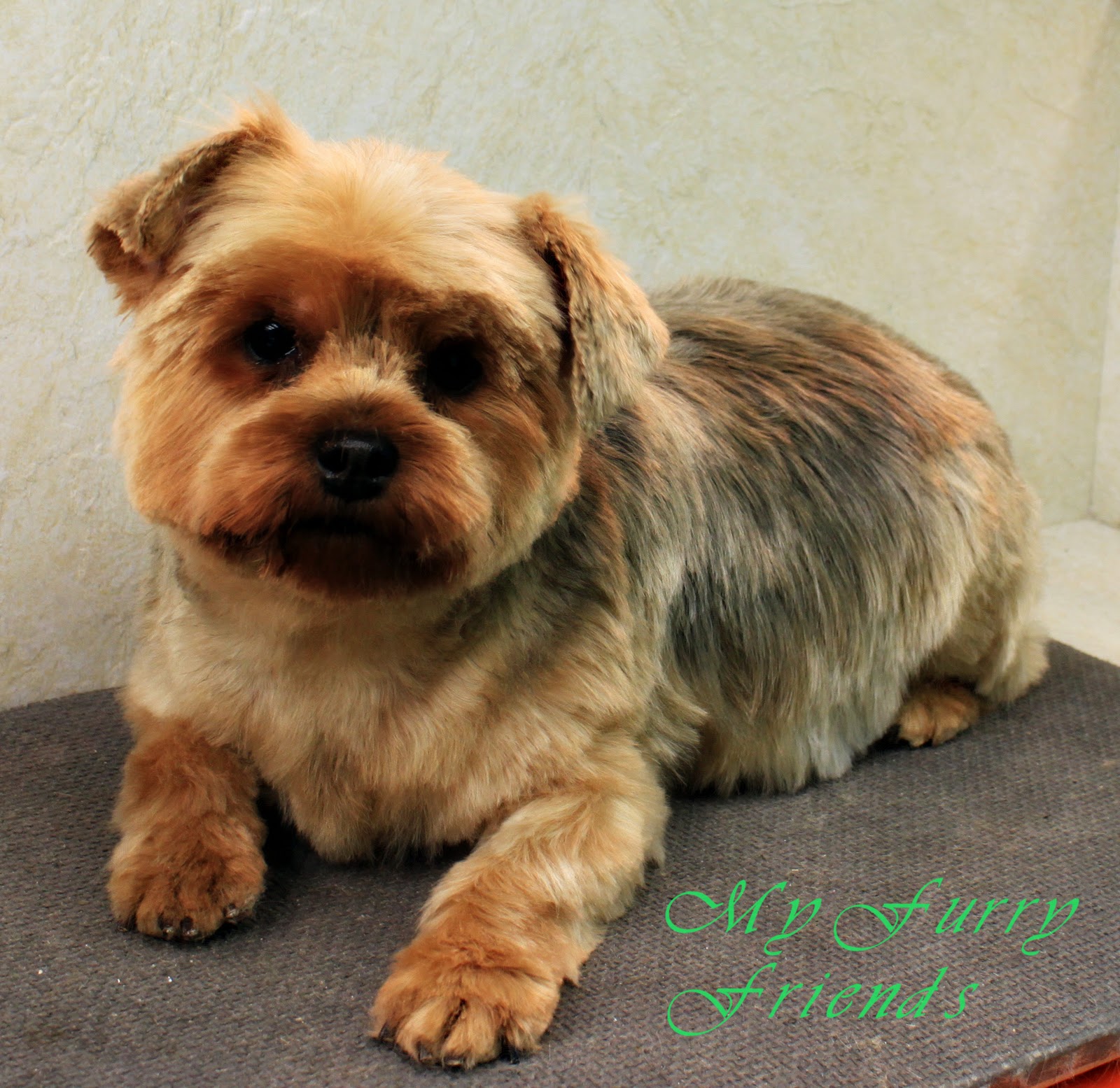 Grooming Your Furry Friend Why Does It Cost So Much To Have My Dog