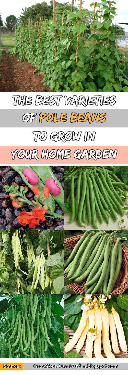 The Best Varieties of Pole Beans to Grow in Your Garden Grow Your Own