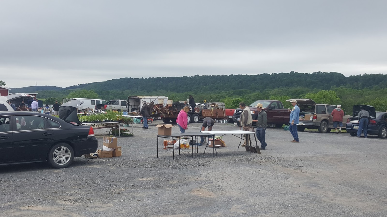 Valley Girl Views The Middleburg Farm & Livestock Market