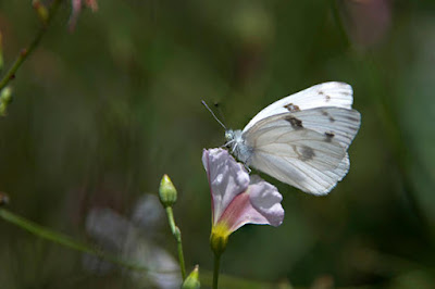 Поверия за насекоми White%2Bbutterfly