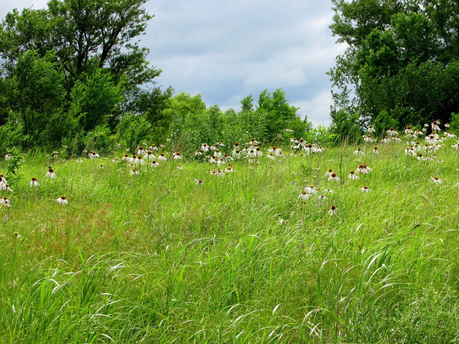 Kansas Native Plant Society 2015