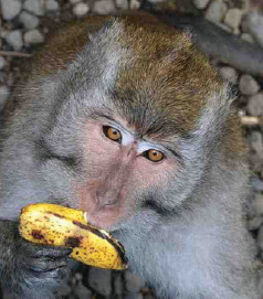 Jenis Hewan  Berdasarkan Makanannya