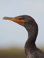 Double Crested Cormorant Double Crested Cormorant