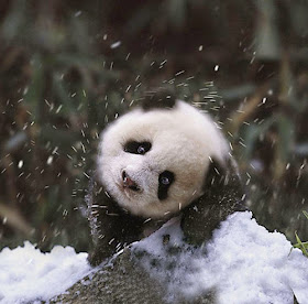 بالصور: حيوانات لطيفة تلعب في الثلج للمرة الأولى