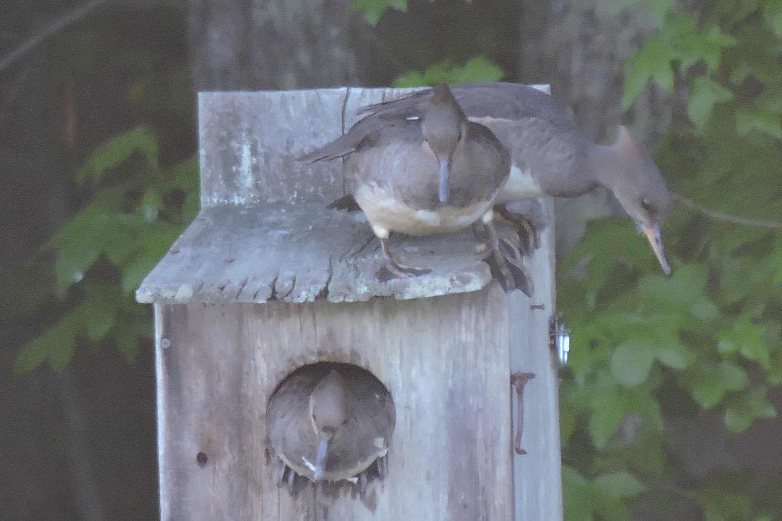 Capital Naturalist by Alonso Abugattas Hooded Mergansers