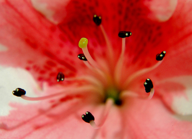 1908 In Kadinlar Acisindan Anlami Serpil Cakir Biamag