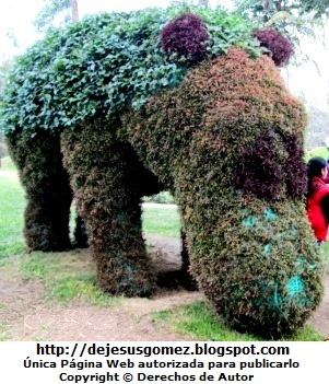Hipopótamo Foto de Hipopótamo en Animárboles. Foto de Hipopótamo Jesus Gómez