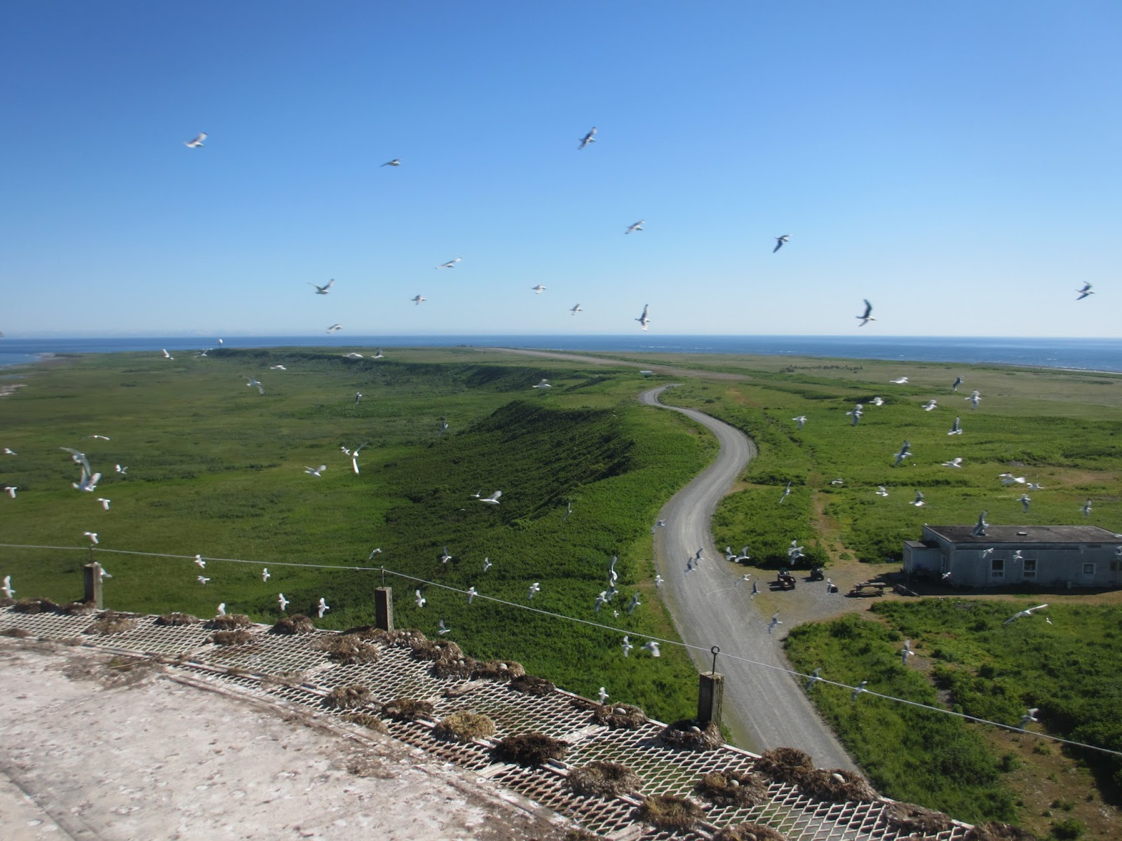 Middleton Island, Gulf of Alaska