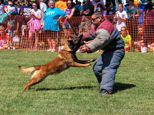 Police Dog Demo at the 2014 Sacramento SPCA Doggy Dash