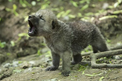 White Wolf : Arctic Wolf Pups Can Howl With The Best of Them (Photos ... Cute Baby Arctic Wolf
