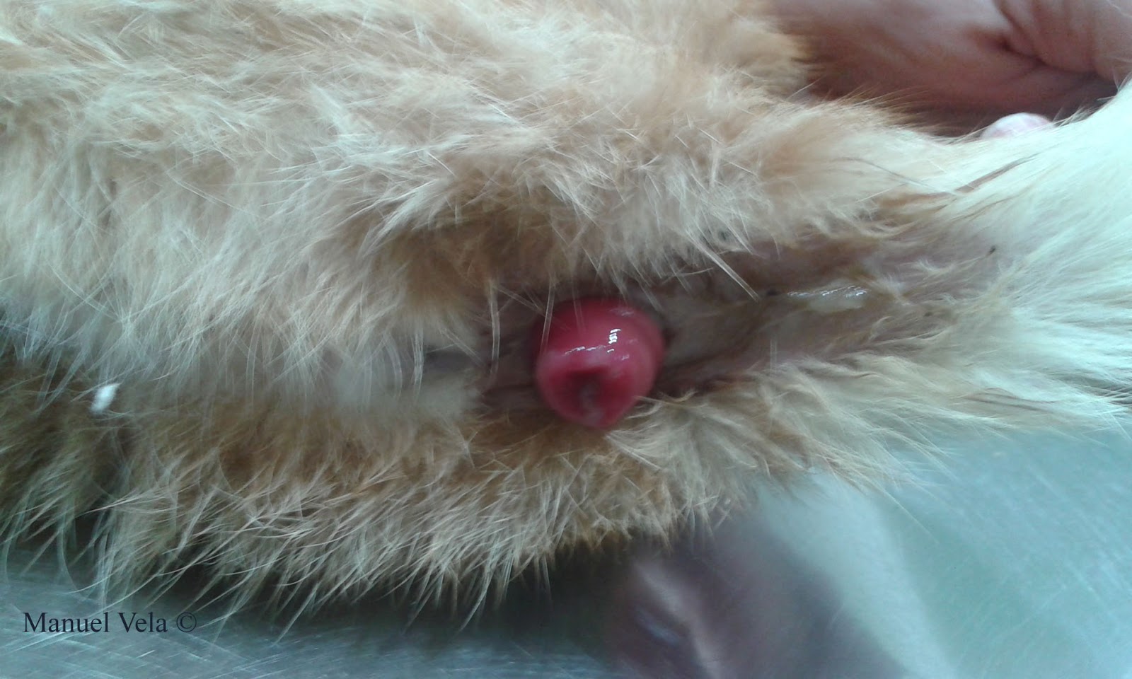 tratamiento de prolapso rectal en perros