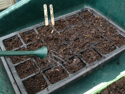 Watering seeds Green Fingered Blog