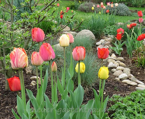 -neuer Gartentraum-: Tulpen im eigenen Garten