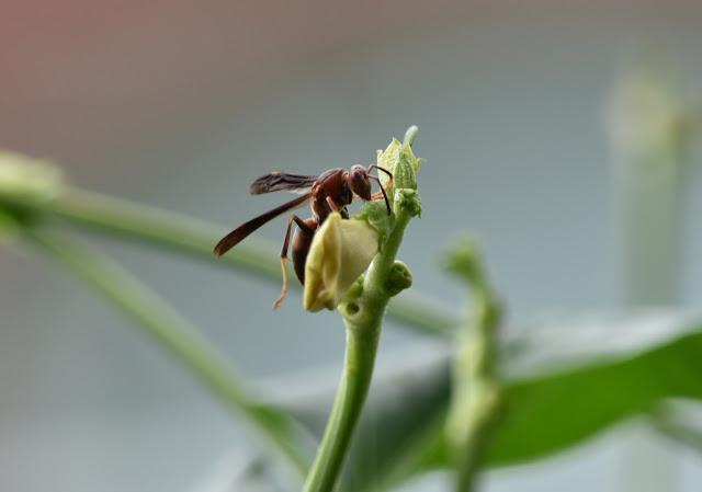 Wasp on a long bean flower
